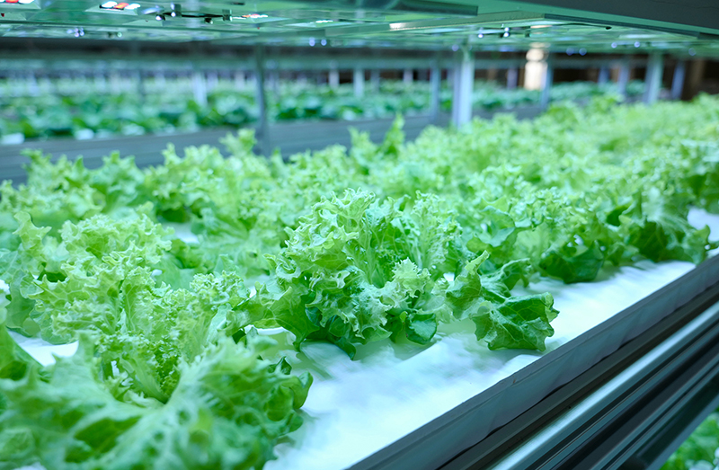 葉菜水耕栽培設(shè)備